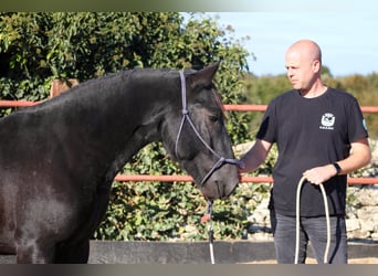 Murgese, Stallion, 2 years, 15,2 hh, Black