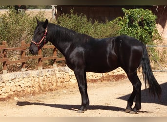 Murgese, Stallion, 2 years, 16 hh, Black