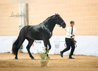 Murgese, Stallion, 2 years, 16 hh, Black
