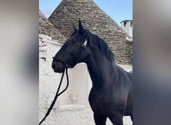 Murgese, Stallion, 2 years, 16 hh, Black
