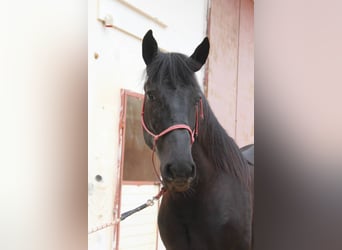 Murgese, Stallion, 2 years, 16 hh, Black