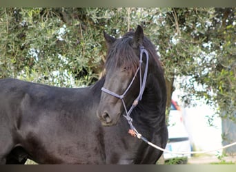 Murgese, Stallion, 2 years, 16 hh, Black