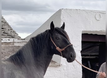 Murgese, Stallion, 2 years, 16 hh, Black