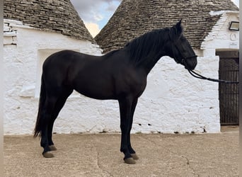 Murgese, Stallion, 2 years, 16 hh, Black