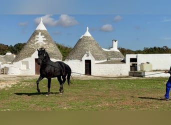 Murgese, Stallion, 2 years, 16 hh, Black