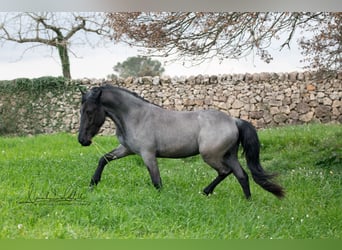 Murgese, Stallion, 3 years, 14.3 hh, Roan-Blue
