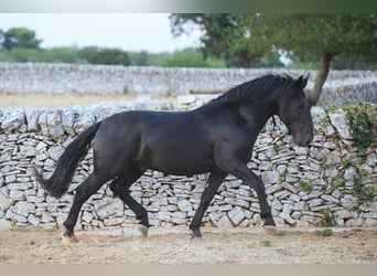 Murgese, Stallion, 3 years, 15.1 hh, Black