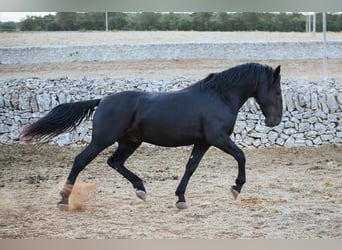 Murgese, Stallion, 3 years, 15.1 hh, Black