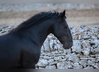 Murgese, Stallion, 3 years, 15.1 hh, Black