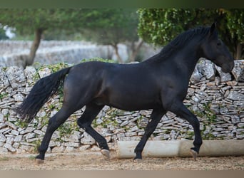 Murgese, Stallion, 3 years, 15.1 hh, Black
