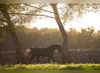 Murgese, Stallion, 3 years, 15.1 hh, Black