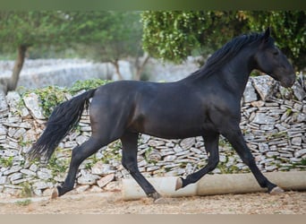Murgese, Stallion, 3 years, 15.1 hh, Black