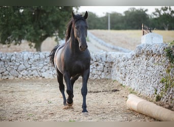 Murgese, Stallion, 3 years, 15.1 hh, Black