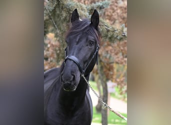 Murgese, Stallion, 3 years, 15.1 hh, Black