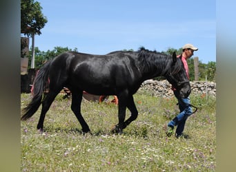 Murgese, Stallion, 3 years, 15.1 hh, Black