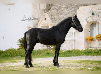 Murgese, Stallion, 3 years, 15.1 hh, Black