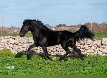 Murgese, Stallion, 3 years, 15.2 hh, Black