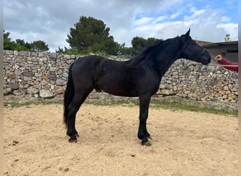 Murgese, Stallion, 3 years, 15.2 hh, Black