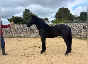 Murgese, Stallion, 3 years, 15.2 hh, Black