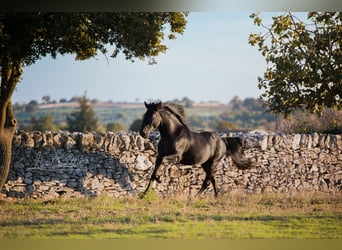 Murgese, Stallion, 3 years, 15.2 hh, Black Murgese, Stallion, 3 years, 15.2 hh, Black