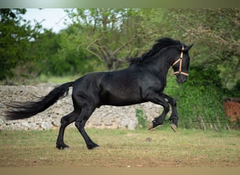 Murgese, Stallion, 3 years, 15.2 hh, Black