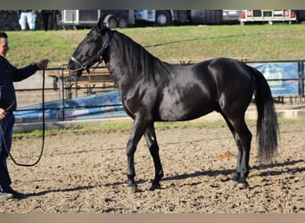 Murgese, Stallion, 3 years, 15.2 hh, Black