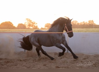 Murgese, Stallion, 3 years, 15.2 hh, Roan-Blue