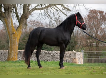 Murgese, Stallion, 3 years, 15.3 hh, Black