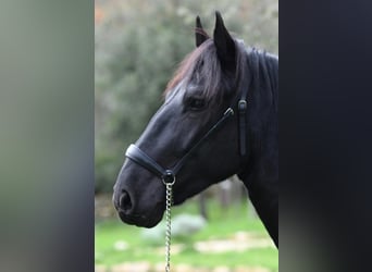 Murgese, Stallion, 3 years, 15,1 hh, Black