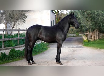 Murgese, Stallion, 3 years, 15,1 hh, Black