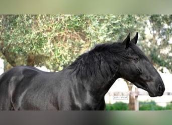 Murgese, Stallion, 3 years, 15,1 hh, Black