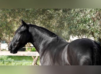 Murgese, Stallion, 3 years, 15,1 hh, Black
