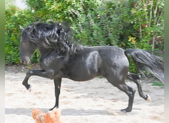 Murgese, Stallion, 3 years, 15,1 hh, Black