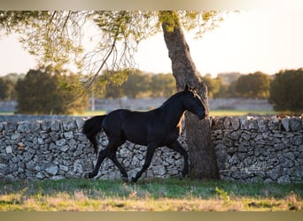 Murgese, Stallion, 3 years, 15,2 hh, Black