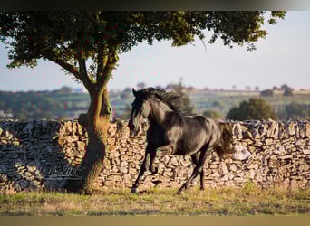 Murgese, Stallion, 3 years, 15,2 hh, Black