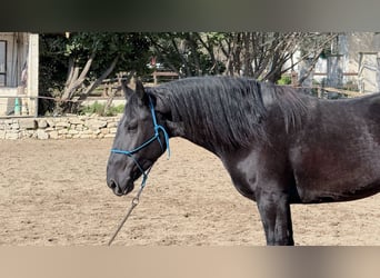 Murgese, Stallion, 3 years, 15,2 hh, Black Murgese, Stallion, 3 years, 15,2 hh, Black
