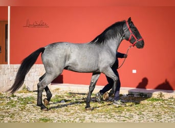 Murgese, Stallion, 3 years, 15,2 hh, Roan-Blue
