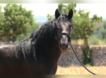Murgese, Stallion, 3 years, 16 hh, Black