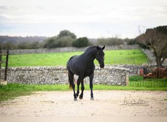 Murgese, Stallion, 3 years, 16 hh, Black