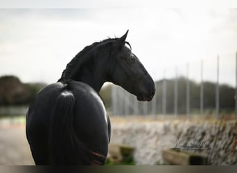 Murgese, Stallion, 3 years, 16 hh, Black