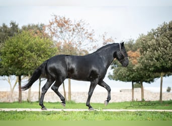 Murgese, Stallion, 3 years, 16 hh, Black