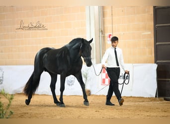 Murgese, Stallion, 3 years, 16 hh, Black