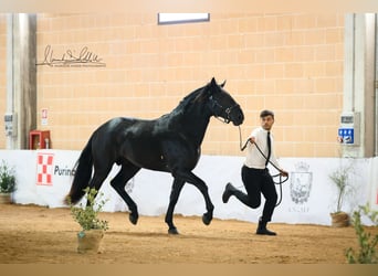 Murgese, Stallion, 3 years, 16 hh, Black