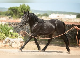 Murgese, Stallion, 3 years, 16 hh, Black