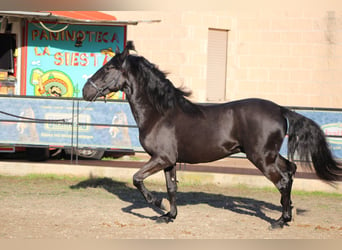 Murgese, Stallion, 3 years, 16 hh, Black
