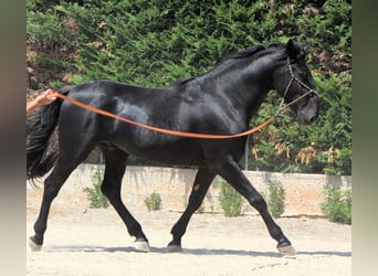 Murgese, Stallion, 3 years, 16 hh, Black