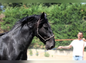 Murgese, Stallion, 3 years, 16 hh, Black