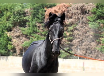 Murgese, Stallion, 3 years, 16 hh, Black