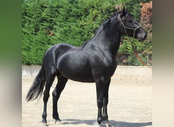 Murgese, Stallion, 3 years, 16 hh, Black