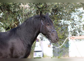 Murgese, Stallion, 3 years, 16 hh, Black